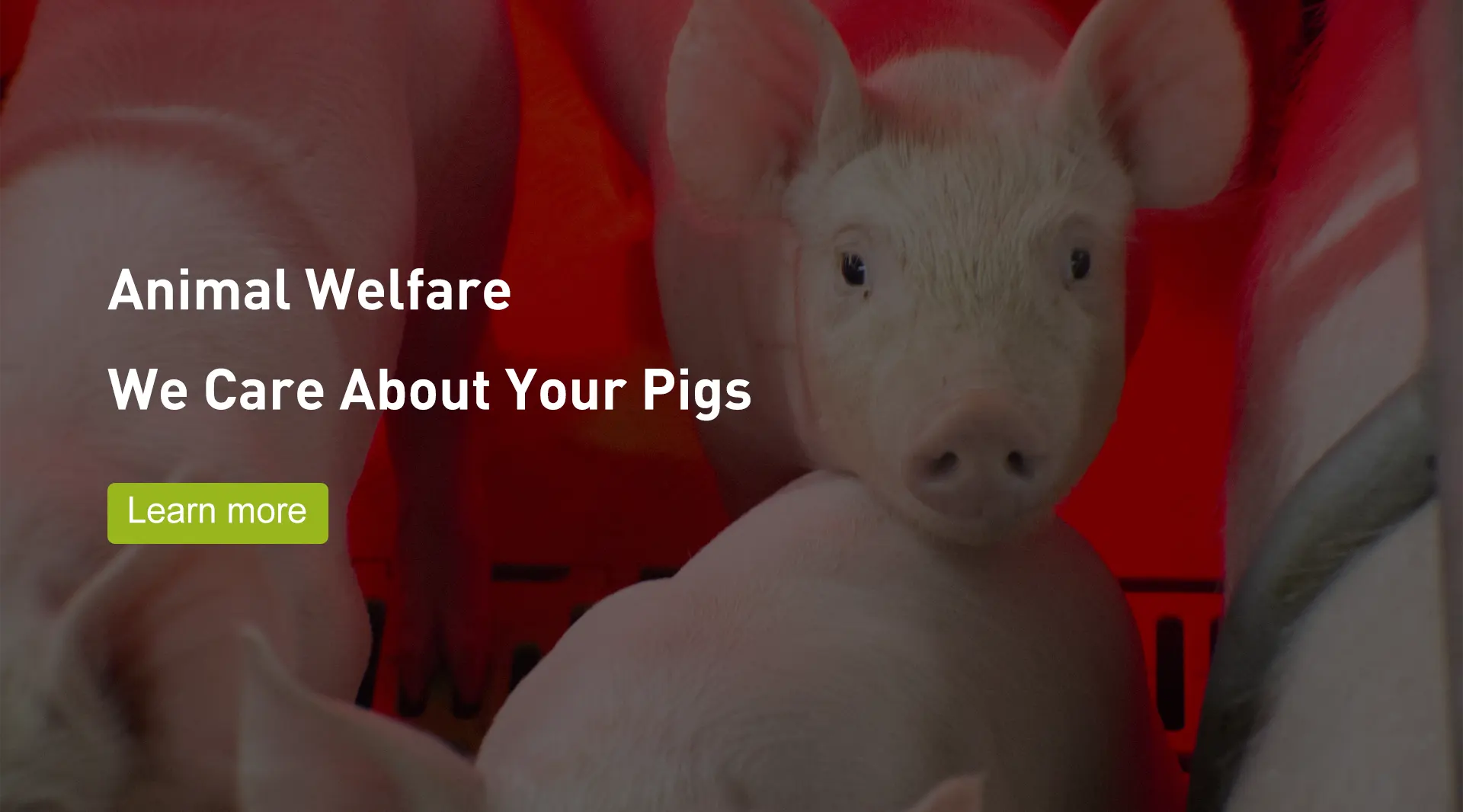 Donuz Welsafe Farrowing Crate İstehsalçıları
