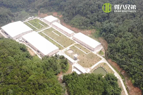 ãMaye qidalanma sistemiãGuangdong Zhaoqing 20000 kökəlmə 10000 süddən kəsmə donuz ferması.