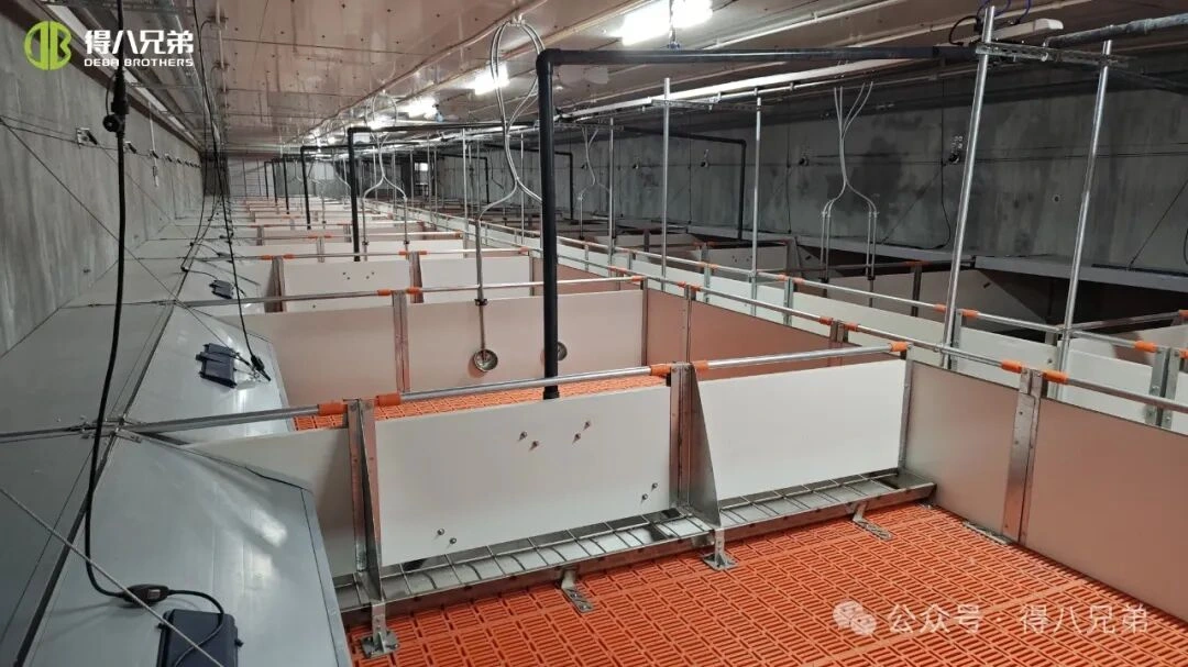 İsti Havalarda Donuz Təsərrüfatlarında İstilik Stressinin Qarşısının Alınması və İdarə Edilməsi