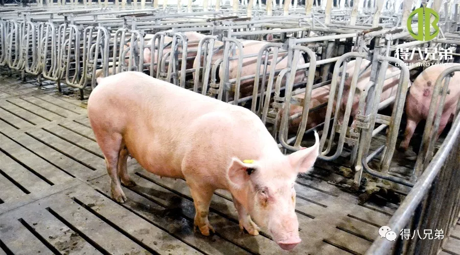 Fermentasiya olunmuş Yemin Gestating Sows Təsiri